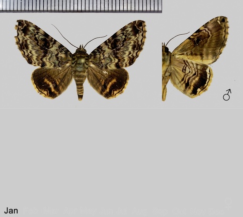 Coenipeta lobuligera Guenée, 1852