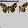 Coenipeta lobuligera Guenée, 1852