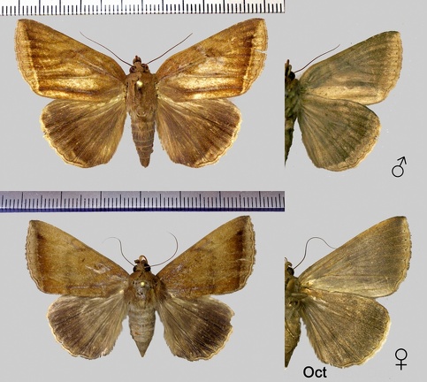 Dysgonia orodes (Cramer, 1777)