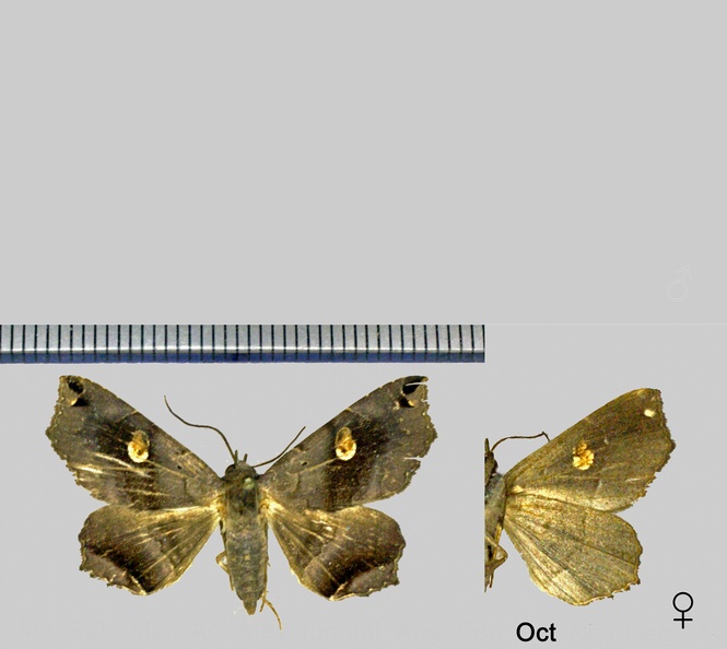 Euclystis-insana-(Guenée,-1852).jpg