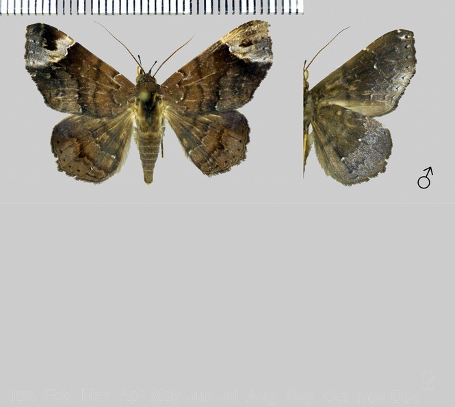 Euclystis nescia (Schaus, 1911)