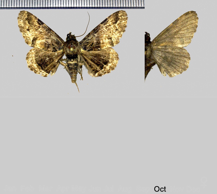 Metria thermochroa (Hampson,1913)