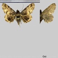 Metria thermochroa (Hampson,1913)