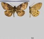 Ramphia albizona (Latreille, 1817)