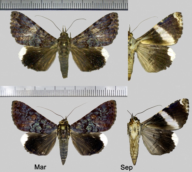 Hypogrammodes-confusa-(Butler,-1878).jpg