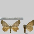 Olceclostera amoria Druce, 1890