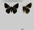 1-Hesperiidae de Guyane à identifier ou en cours de description