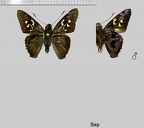 Perichares adela (Hewitson, 1867)