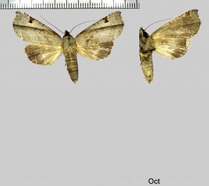 Calledema jocasta Schaus, 1901