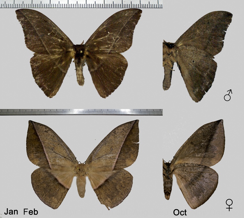 Lonomia achelous diabolus Draudt, 1929