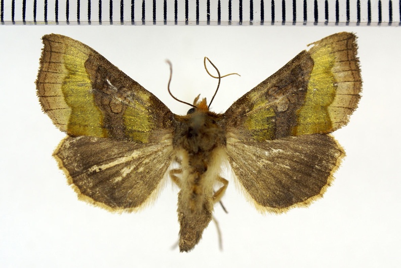 Diachrysia chrysitis (Linnaeus, 1758)-Argentenay.JPG