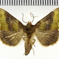<!--hidden-->Diachrysia chrysitis (Linnaeus, 1758)-Lèves