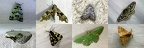 Hétérocères - Papillons de nuit (Moths)