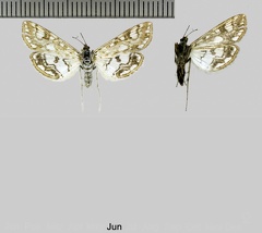 Elophila nymphaeata (Linnaeus, 1758)