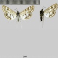 Elophila nymphaeata (Linnaeus, 1758)