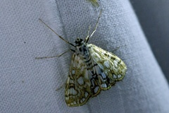 Elophila nymphaeata (Linnaeus, 1758)-In natura