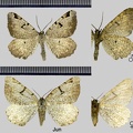 Macaria wauaria (Linnaeus, 1758)