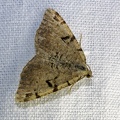 Macaria wauaria (Linnaeus, 1758)-In natura