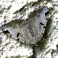 Macaria wauaria (Linnaeus, 1758)-In natura