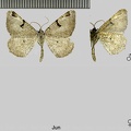 Macaria wauaria (Linnaeus, 1758)