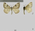 Macaria wauaria (Linnaeus, 1758)