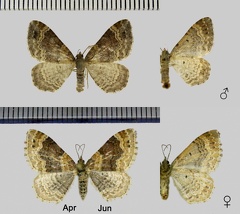 Xanthorhoe spadicearia (Denis &amp; Schiffermüller, 1775)-Variations