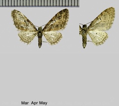 Eupithecia abbreviata Stephens, 1831