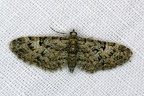 Eupithecia abbreviata Stephens, 1831-In natura