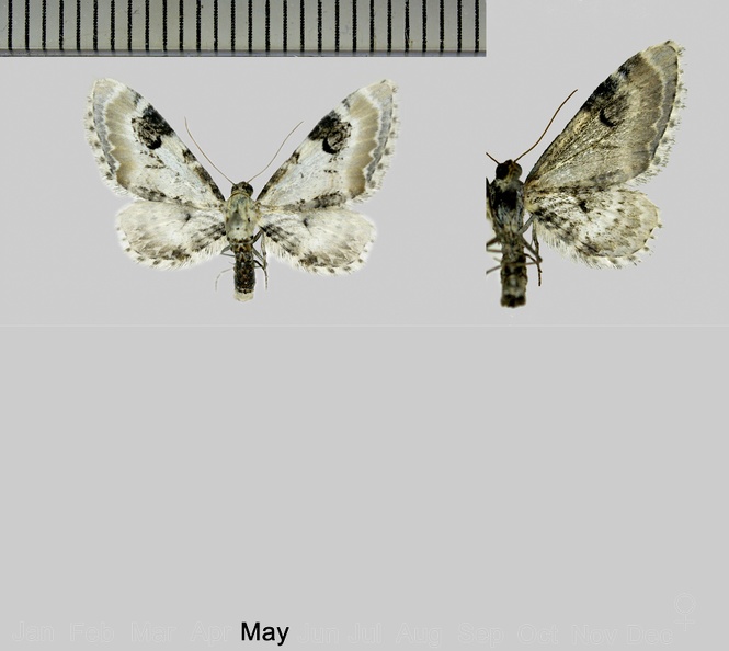 Eupithecia centaureata (Denis & Schiffermüller, 1775).jpg