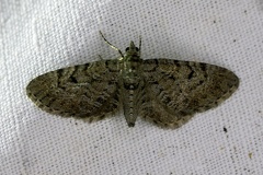 Eupithecia intricata (Zetterstedt, 1839)-In natura