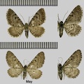 Eupithecia intricata (Zetterstedt, 1839)