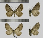 Eupithecia intricata (Zetterstedt, 1839)