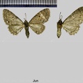 Eupithecia tripunctaria Herrich-Schäffer, 1852