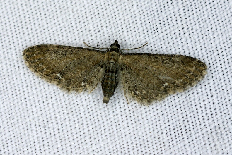 Eupithecia vulgata (Haworth, 1809)-In natura-1.JPG