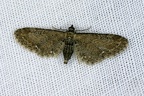 Eupithecia vulgata (Haworth, 1809)-In natura