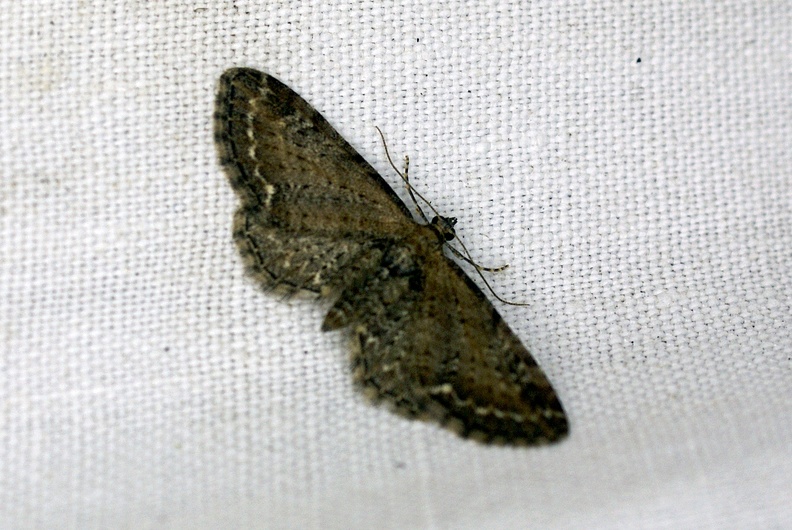 Eupithecia vulgata (Haworth, 1809)-In natura.JPG