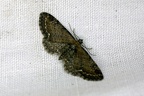 Eupithecia vulgata (Haworth, 1809)-In natura