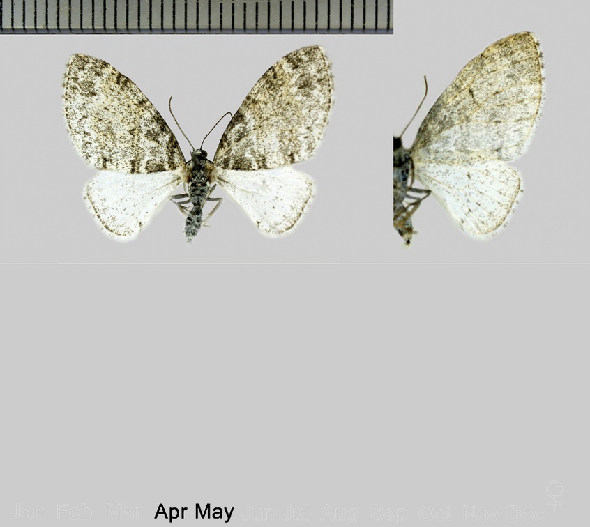 Lobophora halterata (Hufnagel, 1767)