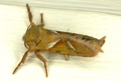 Triodia sylvina (Linnaeus, 1760)-In natura