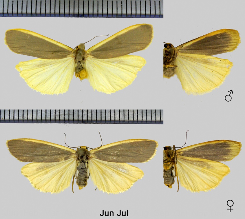 Eilema lurideola (Zincken, 1817)