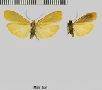Eilema sororcula (Hufnagel, 1766)