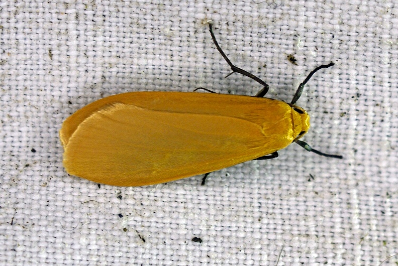 Wittia sororcula (Hufnagel, 1766)