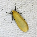 Wittia sororcula (Hufnagel, 1766)