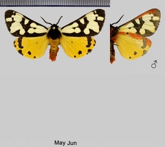 Arctia villica (Linnaeus, 1758)-Variations