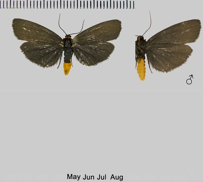 Atolmis rubricollis (Linnaeus, 1758)