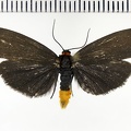 <!--hidden-->Atolmis rubricollis (Linnaeus, 1758)-Senonches