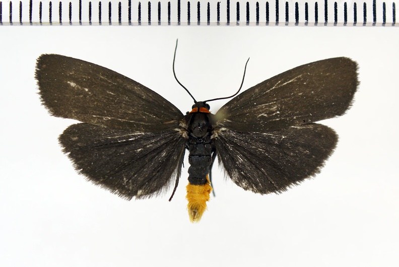 Atolmis rubricollis (Linnaeus, 1758)-Thivars.jpg