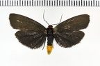 <!--hidden-->Atolmis rubricollis (Linnaeus, 1758)-Thivars