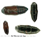 Callimorpha dominula (Linnaeus, 1758)-Chrysalide