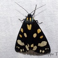 <!--hidden-->Callimorpha dominula (Linnaeus, 1758)-Soulaires